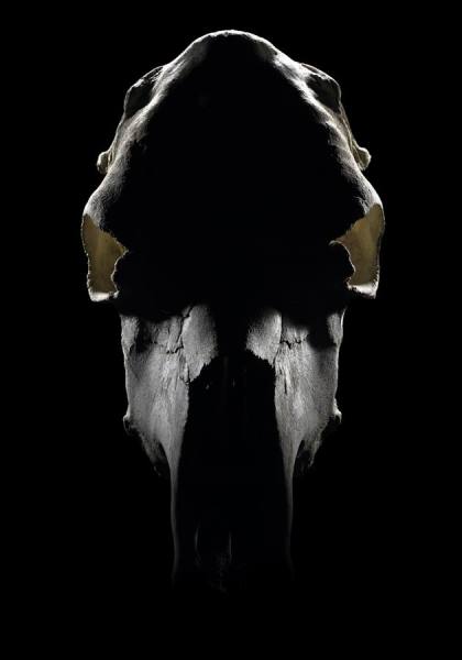 Photograph Ian Oliver Walsh Cow Skull on One Eyeland